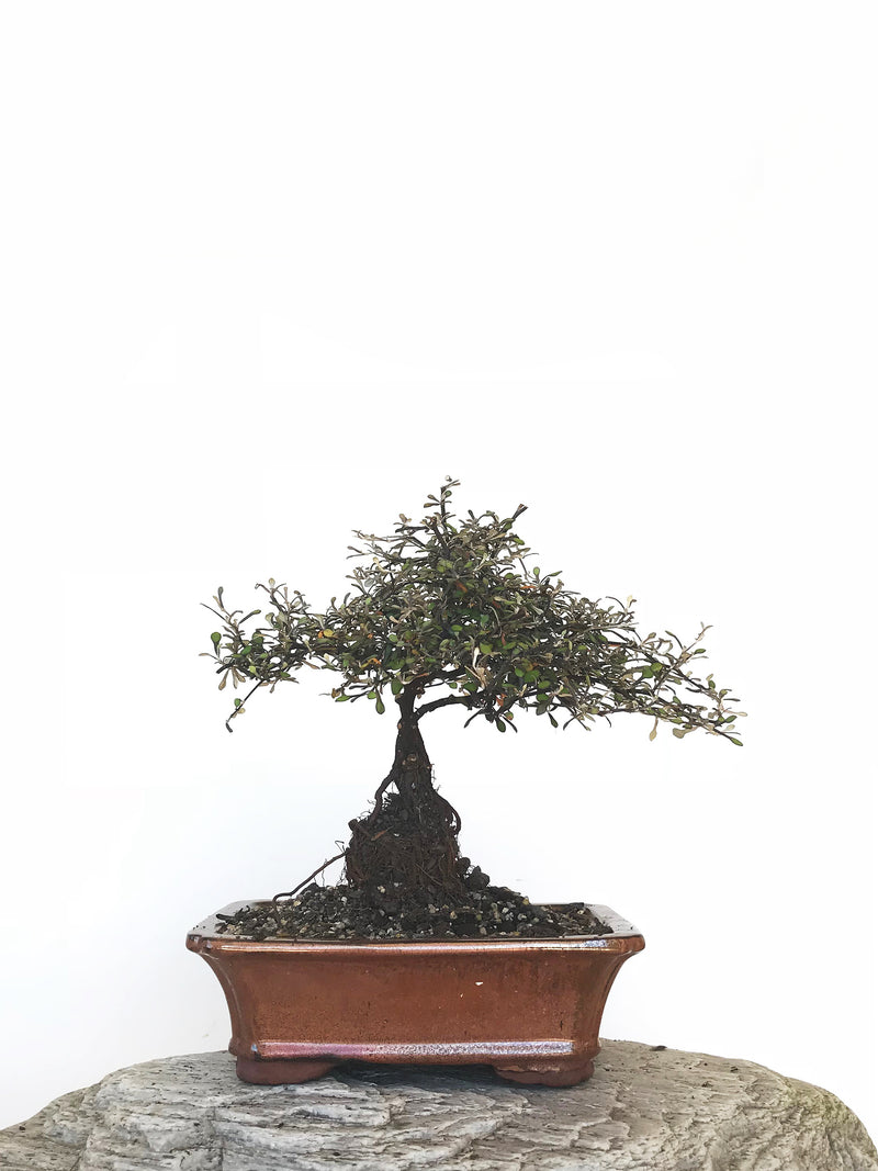 COROKIA - NZ NATIVE (COR1810008) - MiniGardens NZ