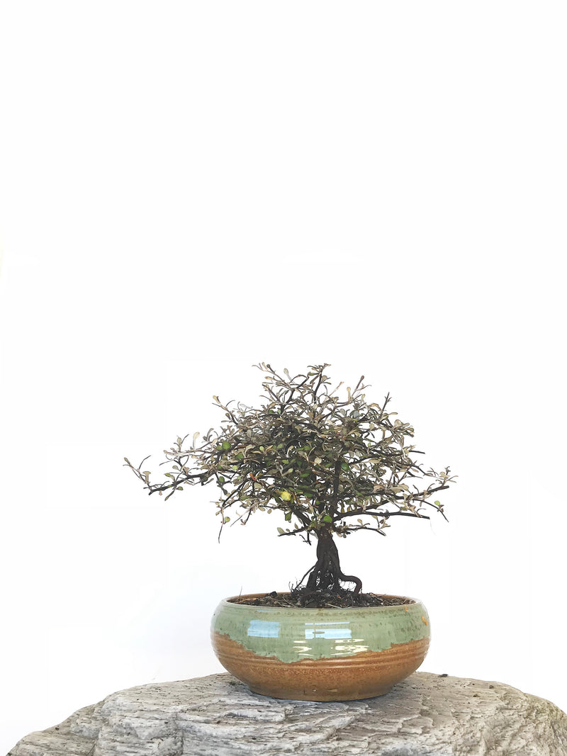 COROKIA - NZ NATIVE (COR1810010) - MiniGardens NZ