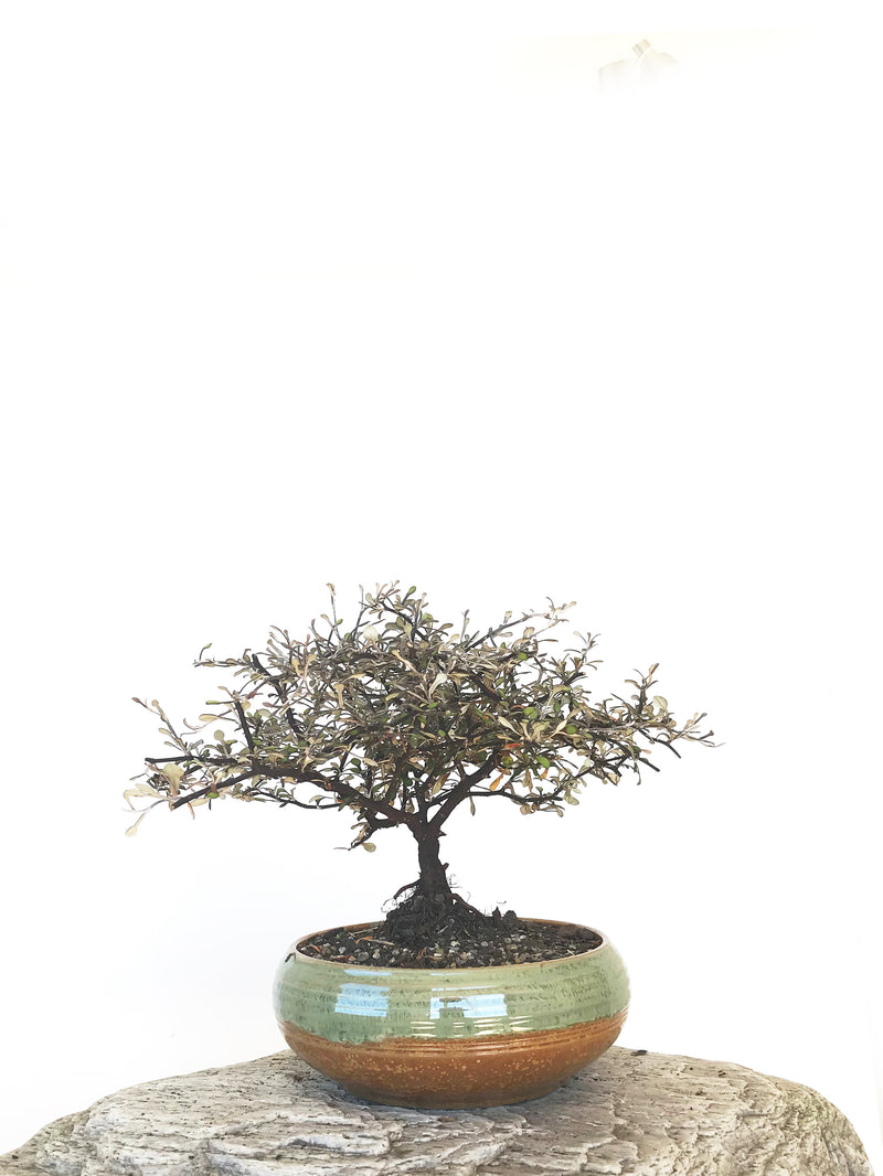 COROKIA - NZ NATIVE (COR1810011) - MiniGardens NZ