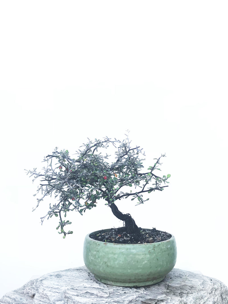 COROKIA - NZ NATIVE (COR1811012) - MiniGardens NZ