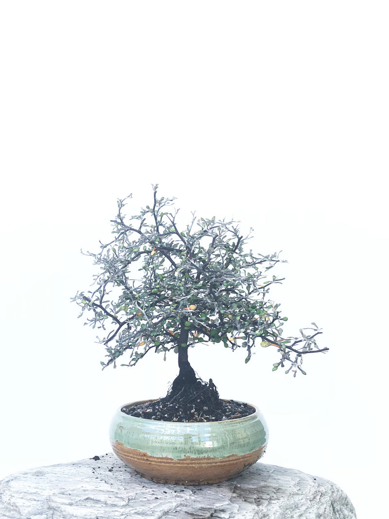 COROKIA - NZ NATIVE (COR1811013) - MiniGardens NZ