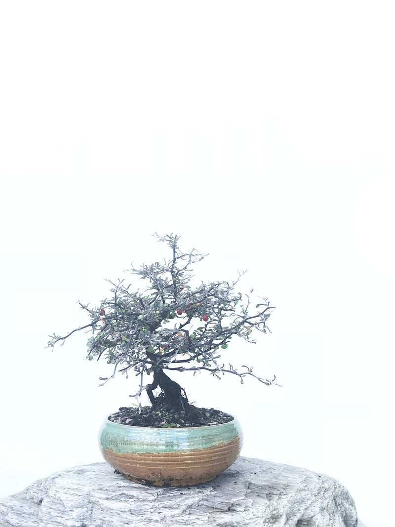 COROKIA - NZ NATIVE (COR1811014) - MiniGardens NZ