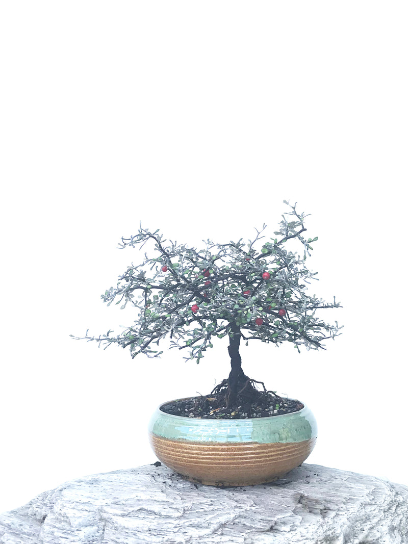 COROKIA - NZ NATIVE (COR1811015) - MiniGardens NZ