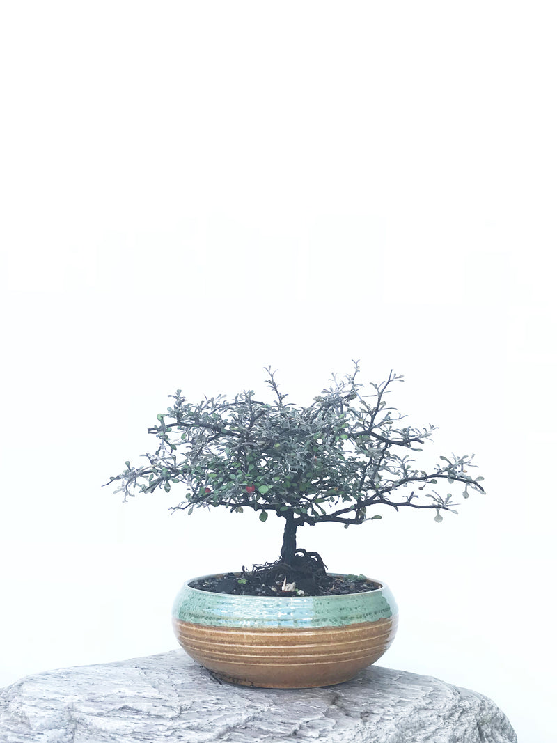 COROKIA - NZ NATIVE (COR1811016) - MiniGardens NZ