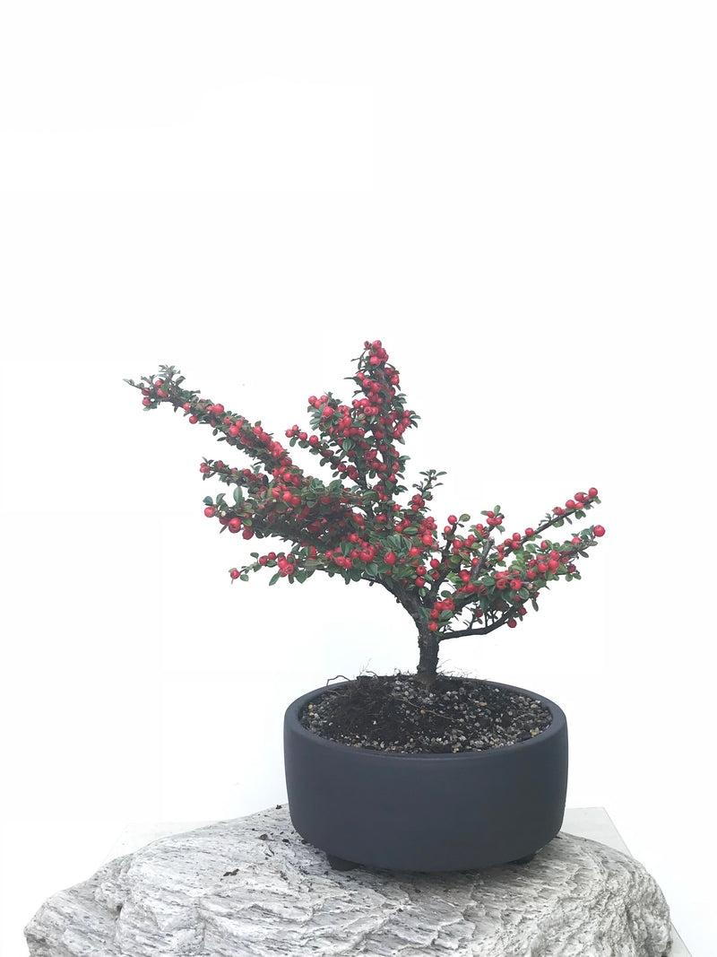 COTONEASTER (CON1902001) - MiniGardens NZ