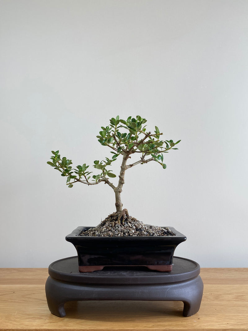 MIRROR TREE - NZ NATIVE (CP01003) - MiniGardens NZ