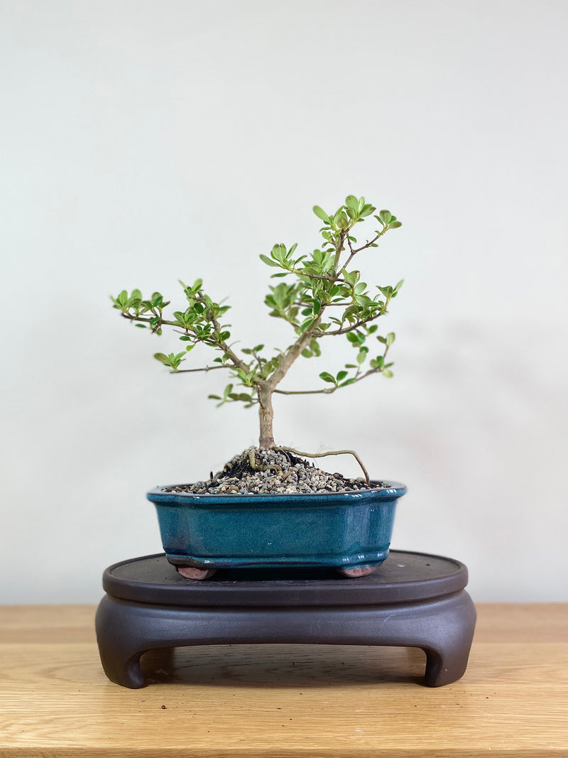 MIRROR TREE - NZ NATIVE (CP02001) - MiniGardens NZ