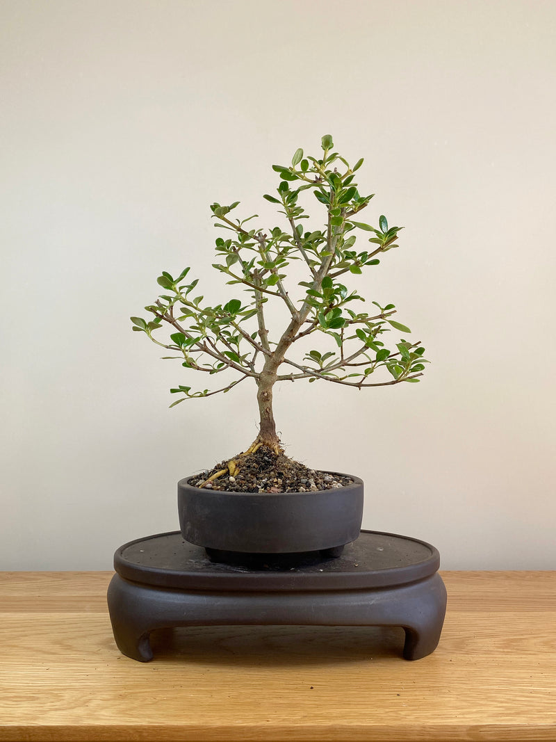 MIRROR TREE - NZ NATIVE (CP05001) - MiniGardens NZ