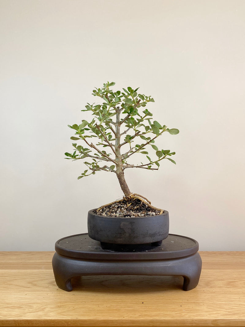 MIRROR TREE - NZ NATIVE (CP05004) - MiniGardens NZ