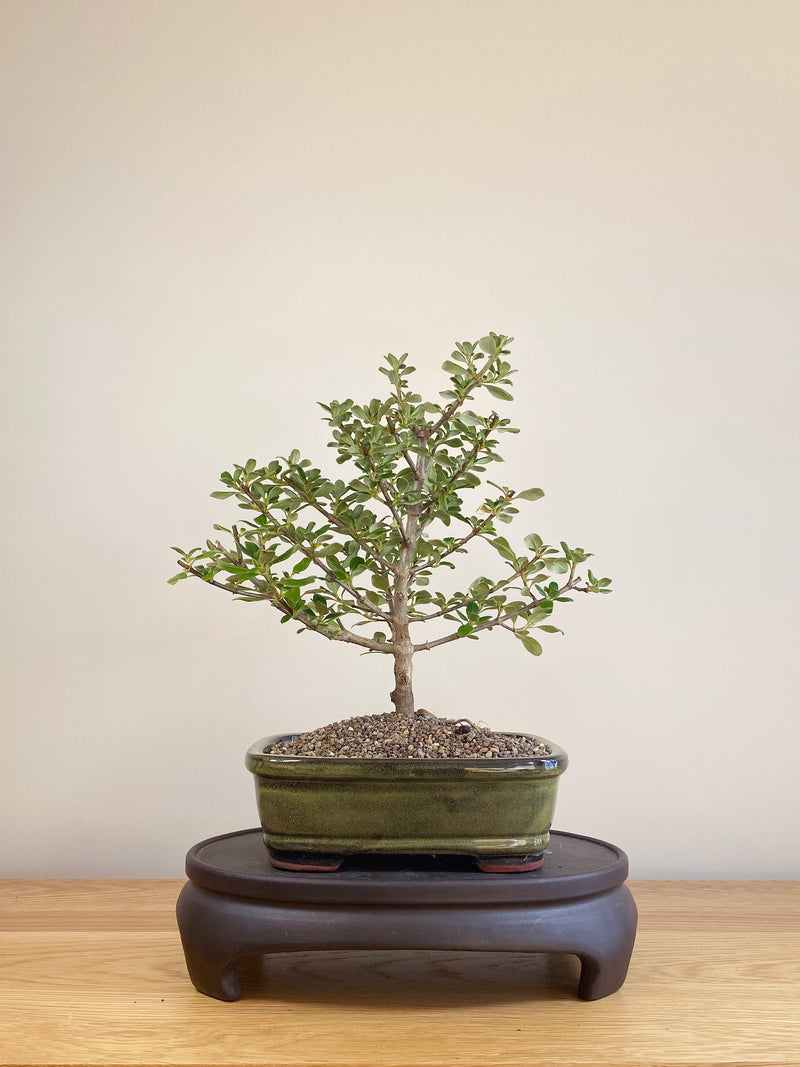 MIRROR TREE - NZ NATIVE (CP06001)