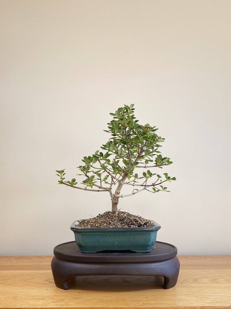 MIRROR TREE - NZ NATIVE (CP06002)