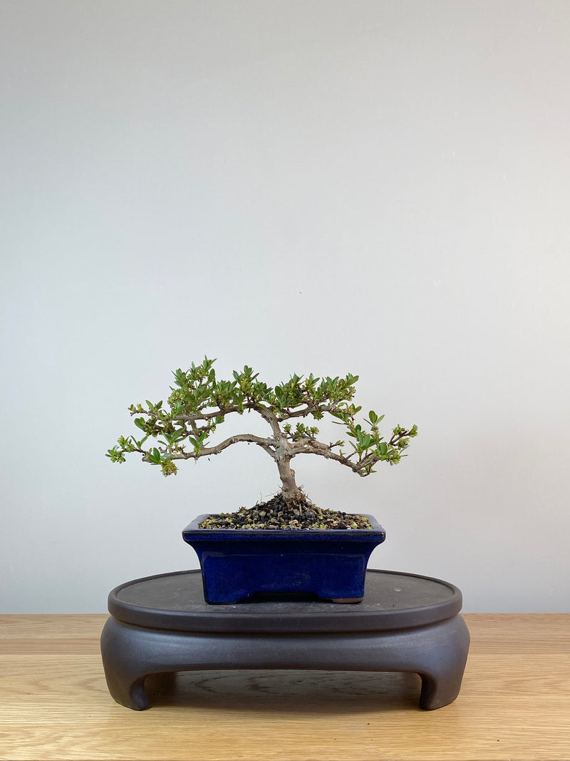 MIRROR TREE - NZ NATIVE (CP10005)