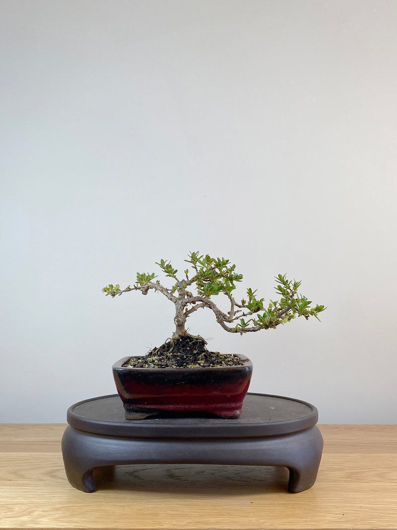 MIRROR TREE - NZ NATIVE (CP10007)