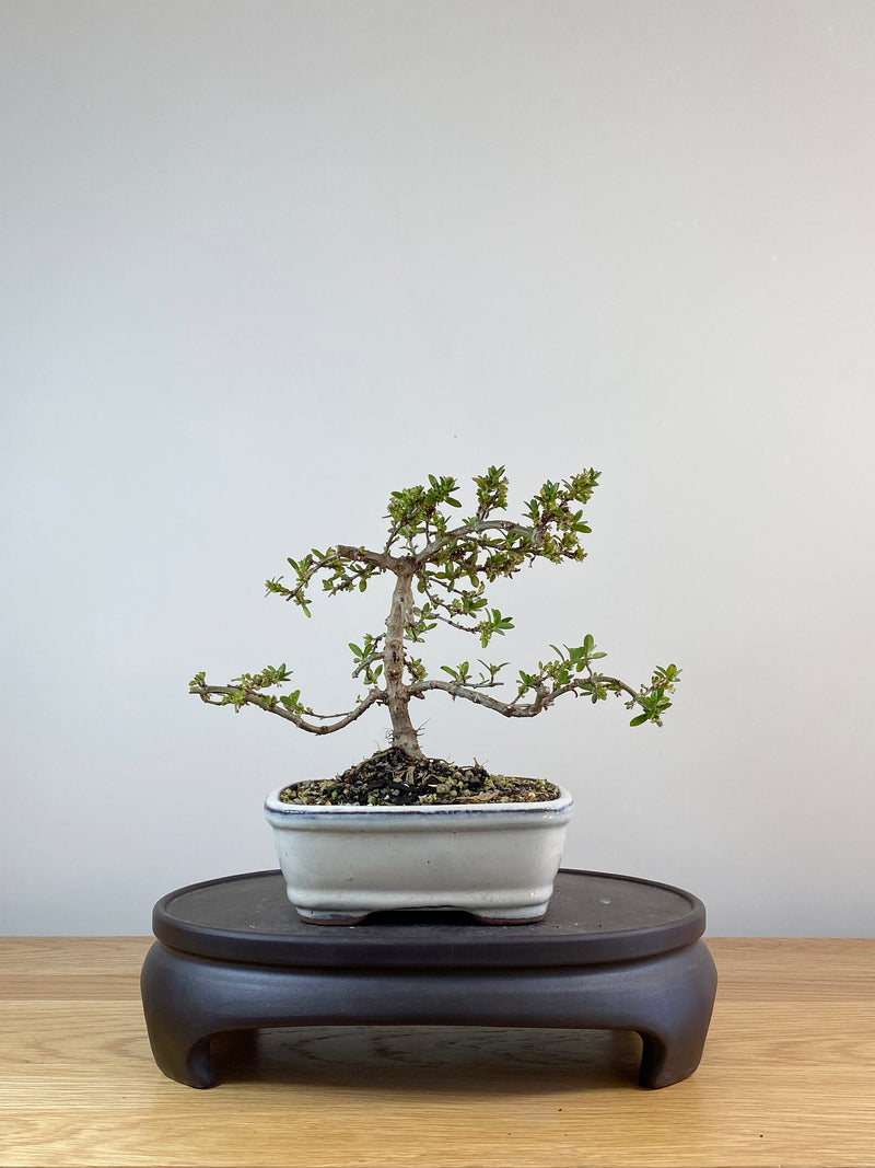 MIRROR TREE - NZ NATIVE (CP10008)