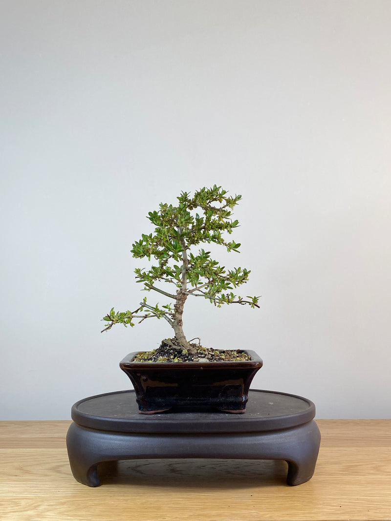 MIRROR TREE - NZ NATIVE (CP10009)