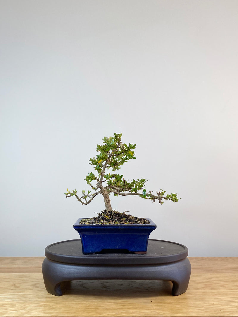 MIRROR TREE - NZ NATIVE (CP10010)