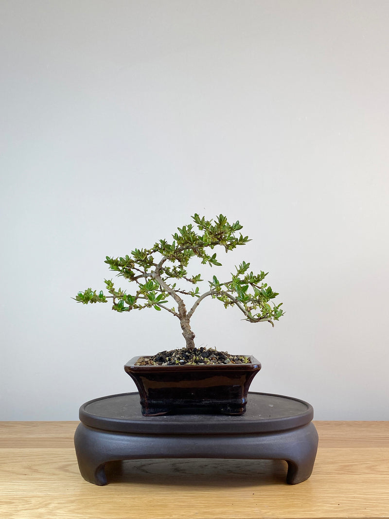 MIRROR TREE - NZ NATIVE (CP10011)