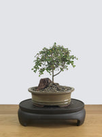 COPROSMA - NZ NATIVE (C11001) - MiniGardens NZ