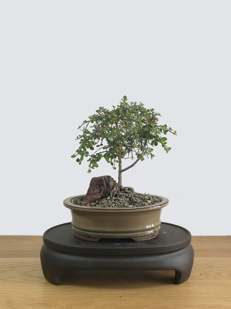 COPROSMA - NZ NATIVE (C11001) - MiniGardens NZ