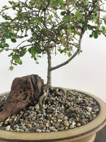 COPROSMA - NZ NATIVE (C11001) - MiniGardens NZ