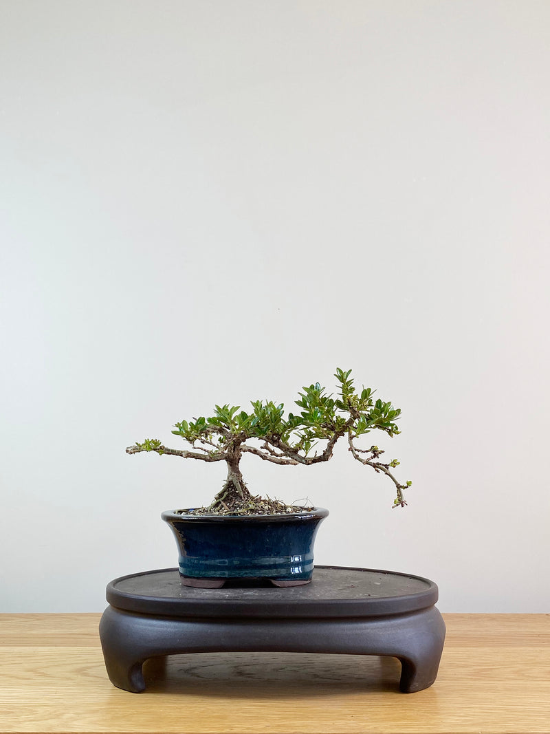 MIRROR TREE - NZ NATIVE (CP11010)