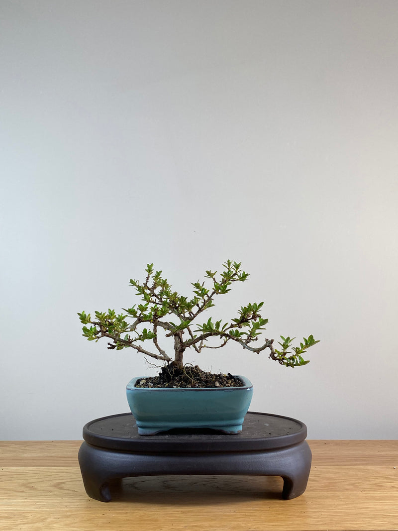 MIRROR TREE - NZ NATIVE (CP111011)