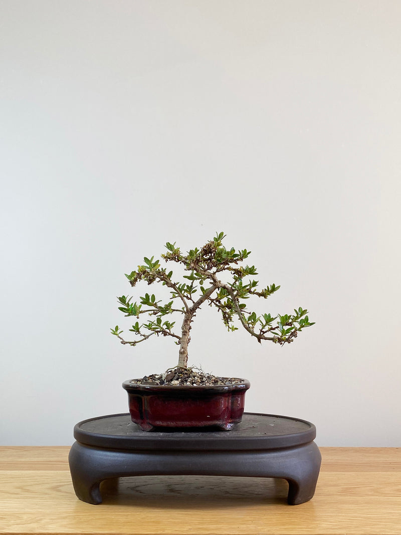 MIRROR TREE - NZ NATIVE (CP11011)