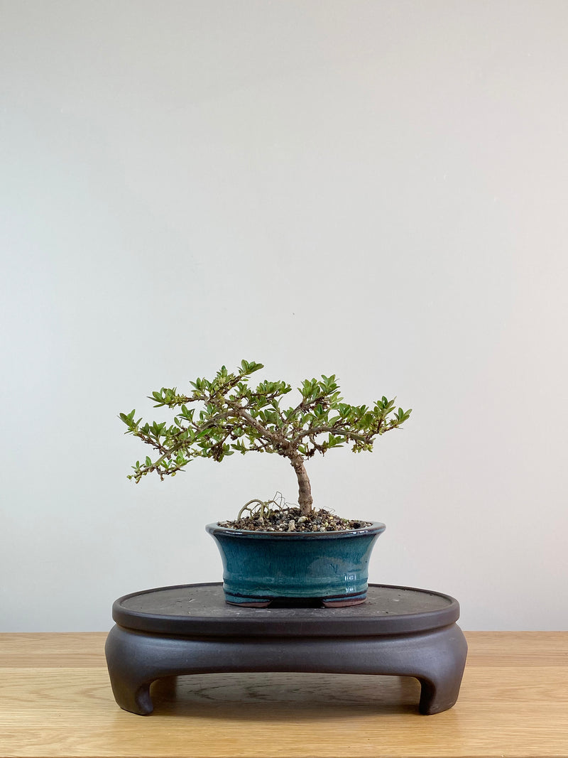 MIRROR TREE - NZ NATIVE (CP11012)