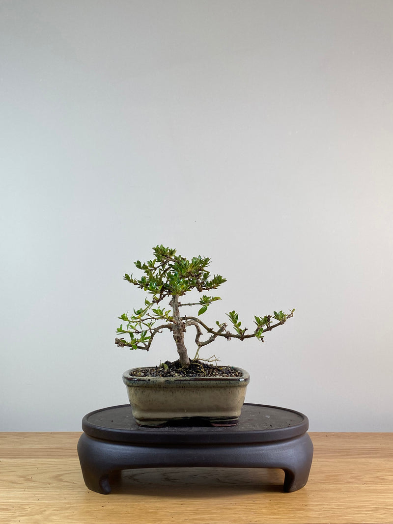 MIRROR TREE - NZ NATIVE (CP111012)