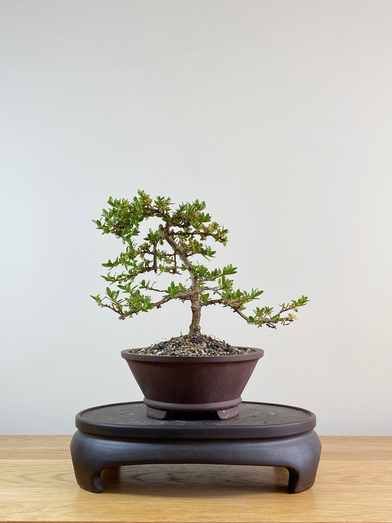 MIRROR TREE - NZ NATIVE (CP11013)