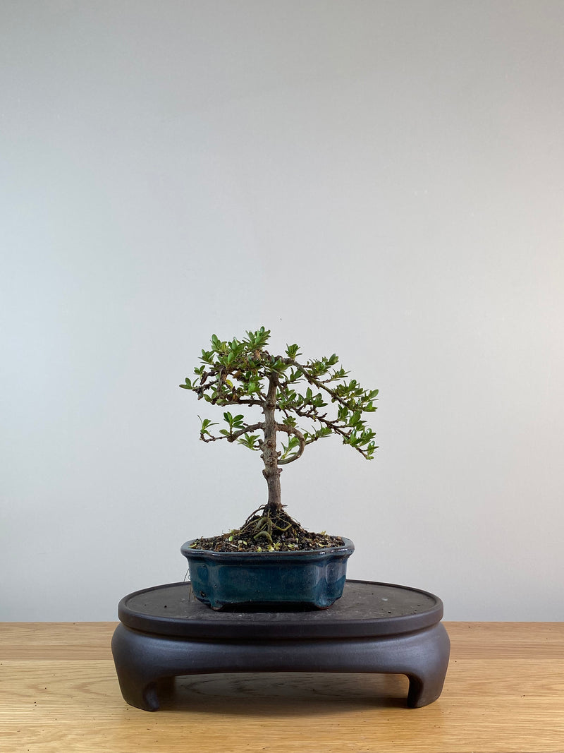 MIRROR TREE - NZ NATIVE (CP111013)