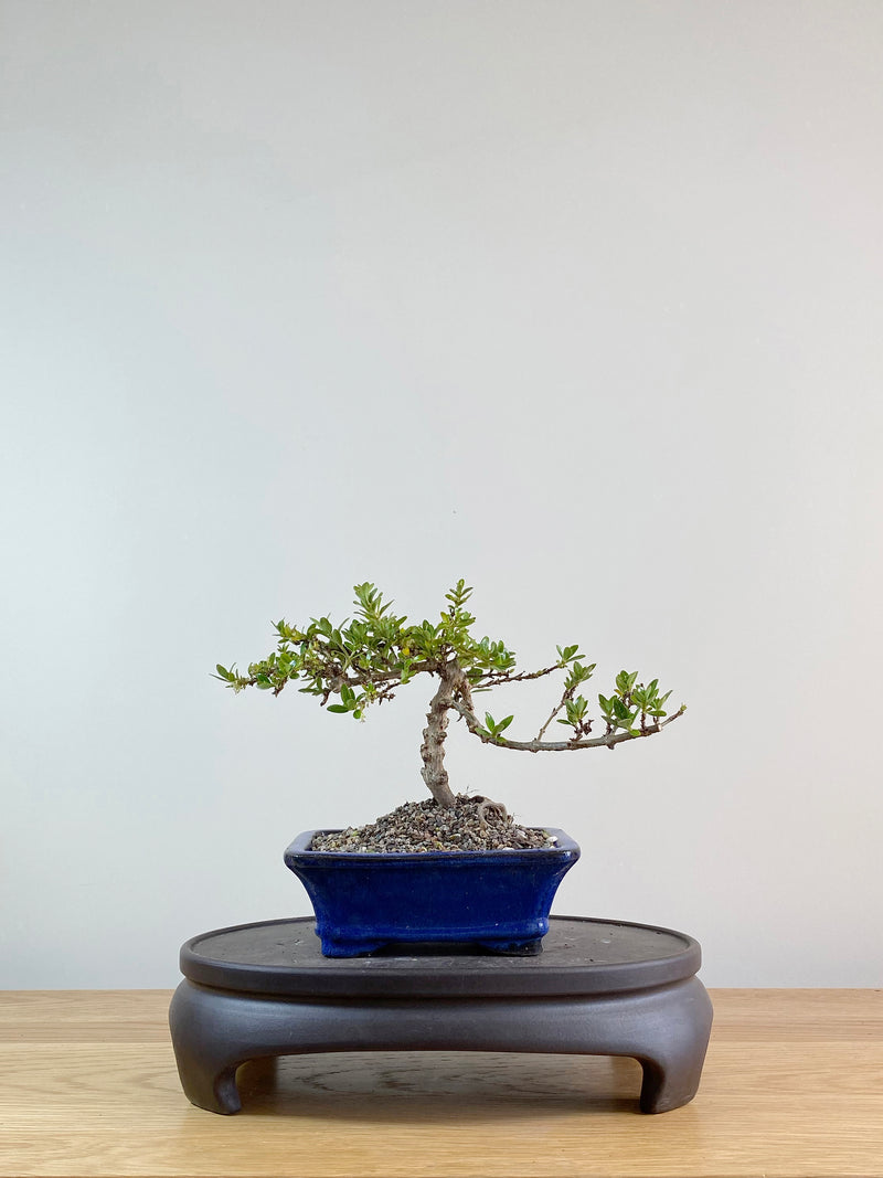 MIRROR TREE - NZ NATIVE (CP11015)