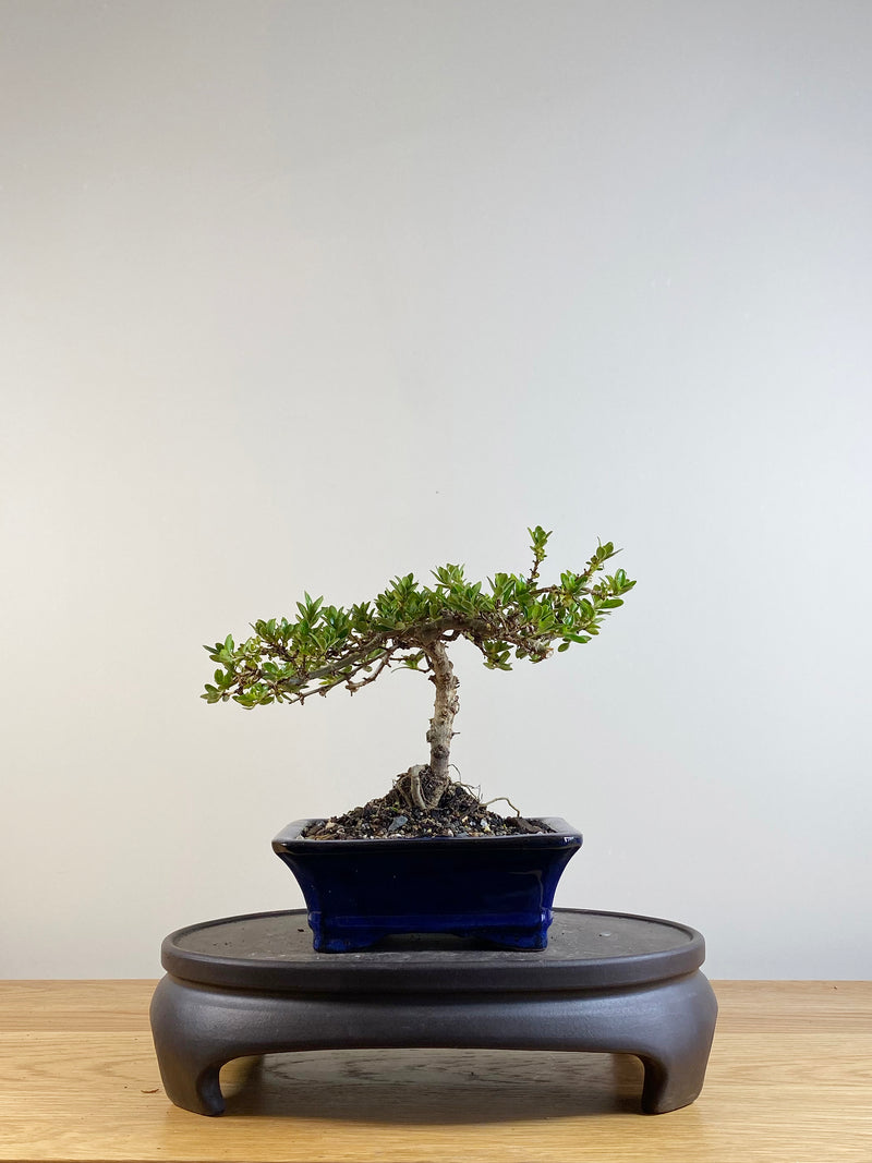 MIRROR TREE - NZ NATIVE (CP201101)