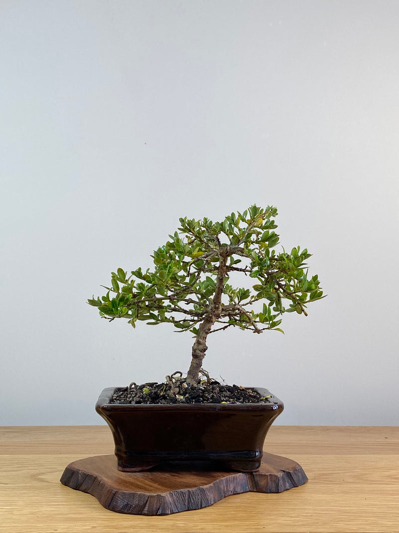 MIRROR TREE - NZ NATIVE (CP2101001)