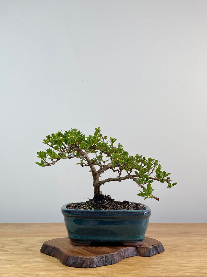 MIRROR TREE - NZ NATIVE (CP2101002)