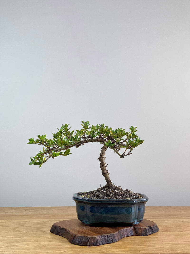 MIRROR TREE - NZ NATIVE (CP2101003)