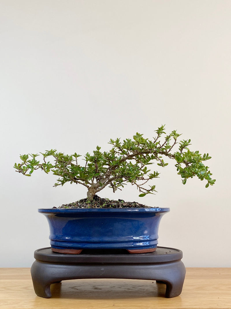 MIRROR TREE - NZ NATIVE (CP2104002)