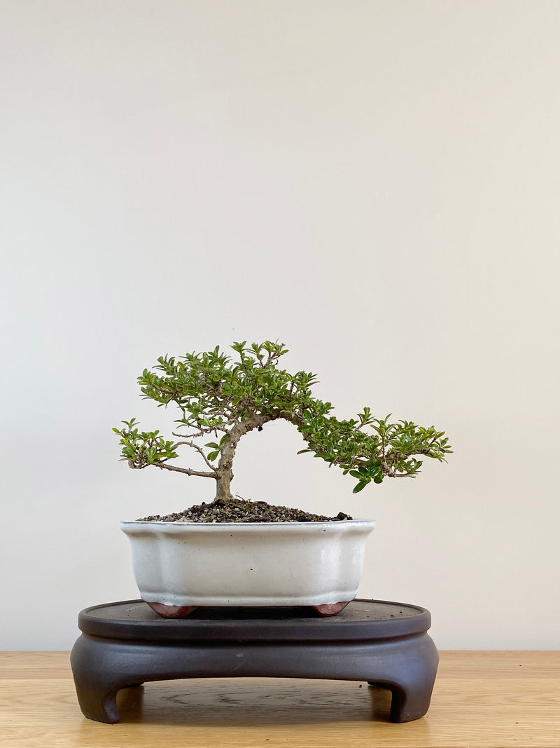 MIRROR TREE - NZ NATIVE (CP2104003)