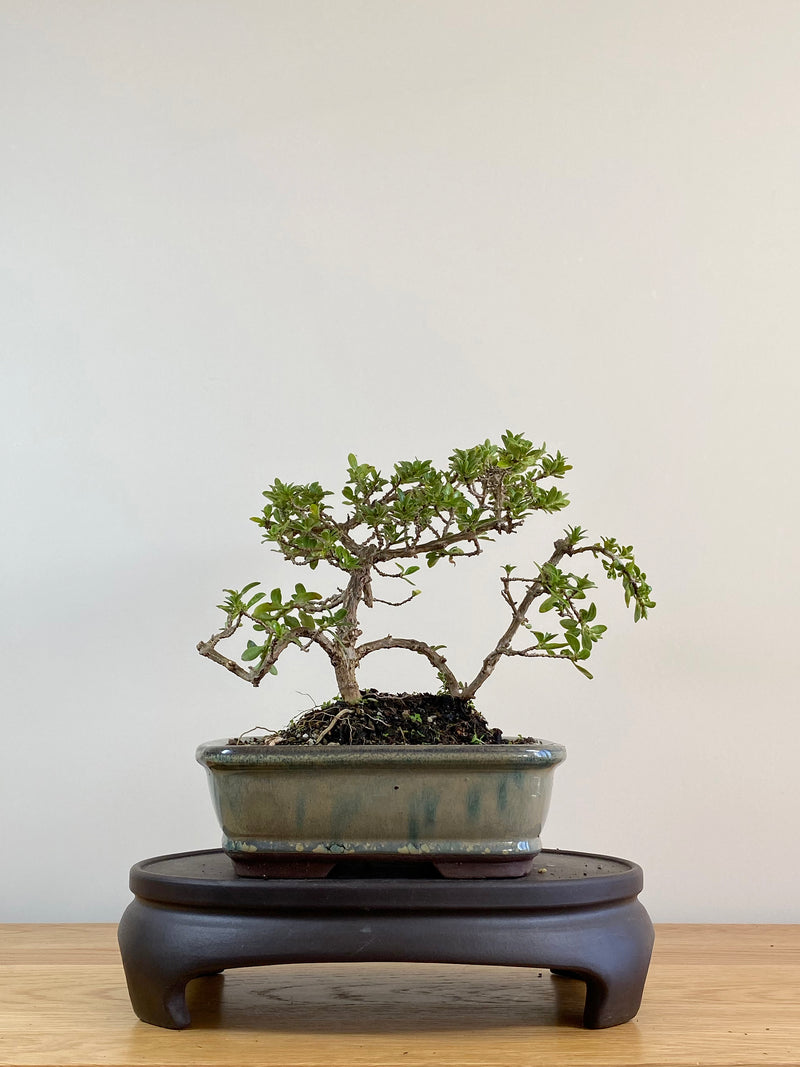 MIRROR TREE - NZ NATIVE (CP2104005)