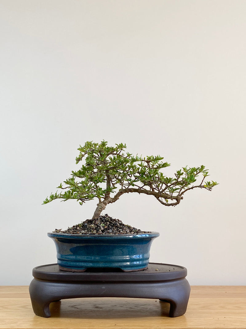 MIRROR TREE - NZ NATIVE (CP2104006)