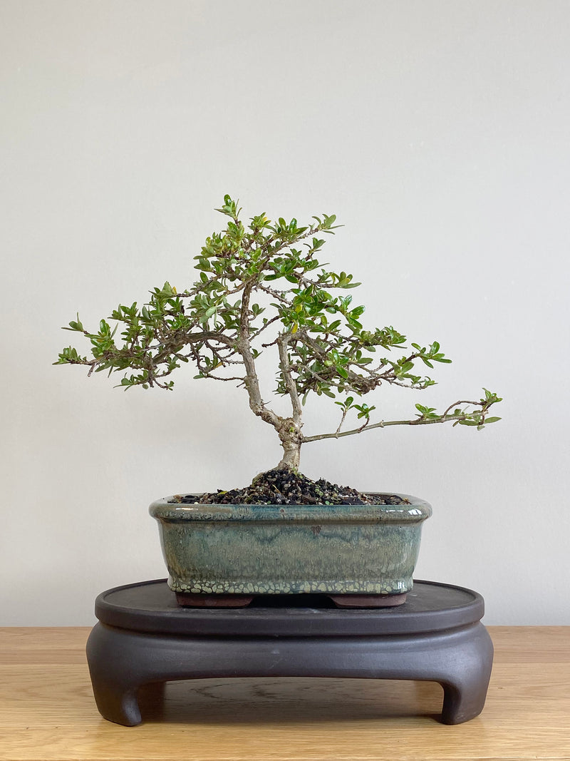 MIRROR TREE - NZ NATIVE (CP2106001)