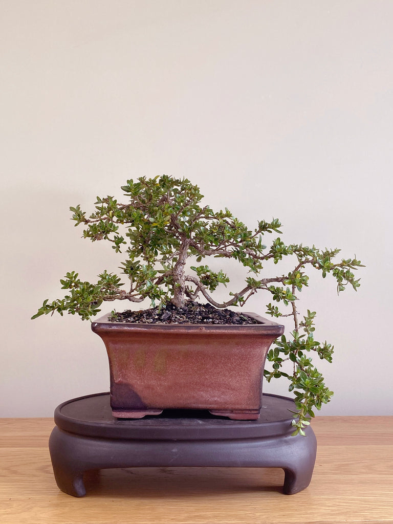 NZ Bonsai Mirror Tree (NZ Native Bonsai) New Zealand Bonsai shop
