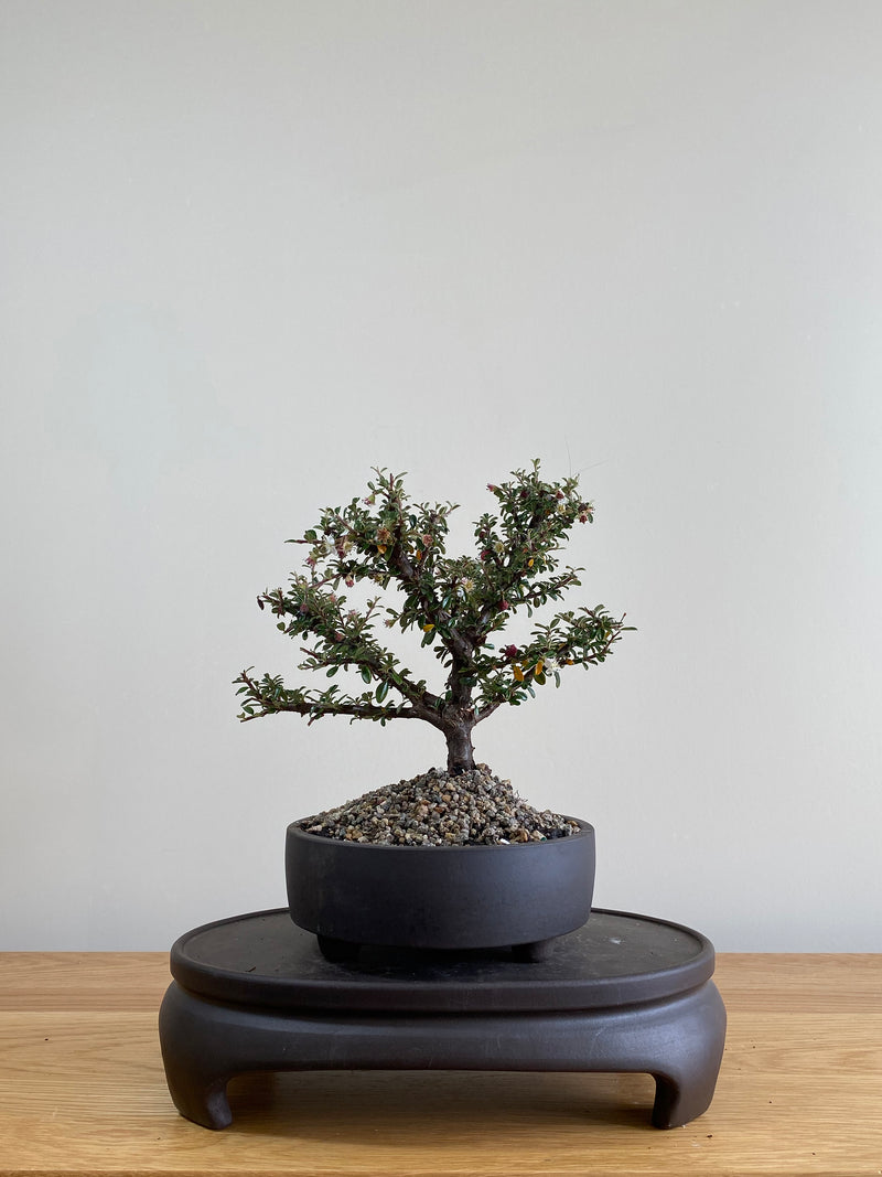 COTONEASTER (CT01002) - MiniGardens NZ