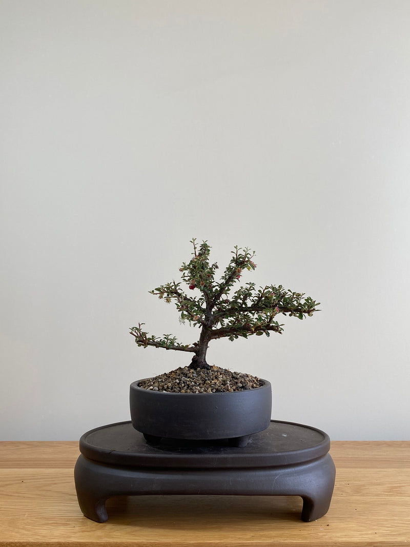 COTONEASTER (CT01003) - MiniGardens NZ