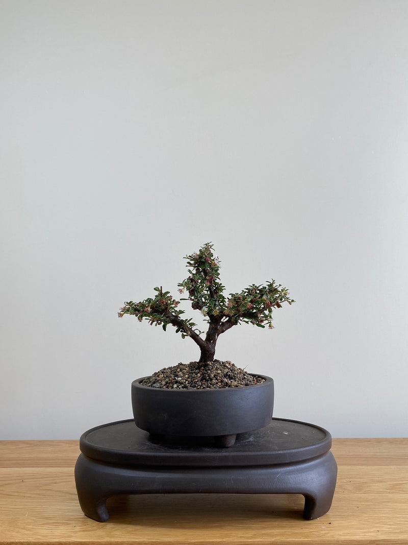 COTONEASTER (CT01004) - MiniGardens NZ