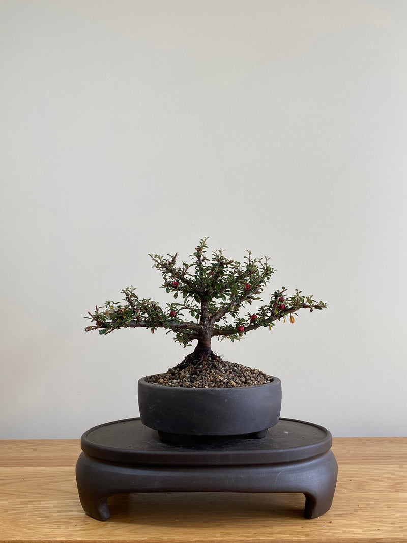 COTONEASTER (CT01005) - MiniGardens NZ