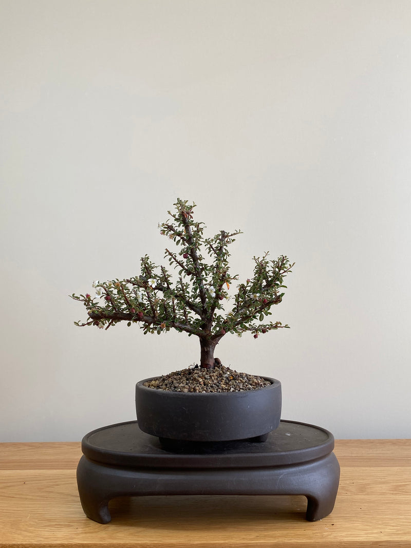 COTONEASTER (CT01006) - MiniGardens NZ