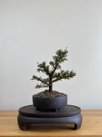 COTONEASTER (CT01007) - MiniGardens NZ