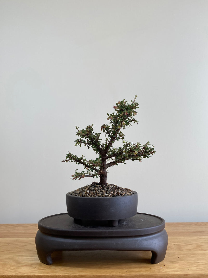 COTONEASTER (CT01007) - MiniGardens NZ