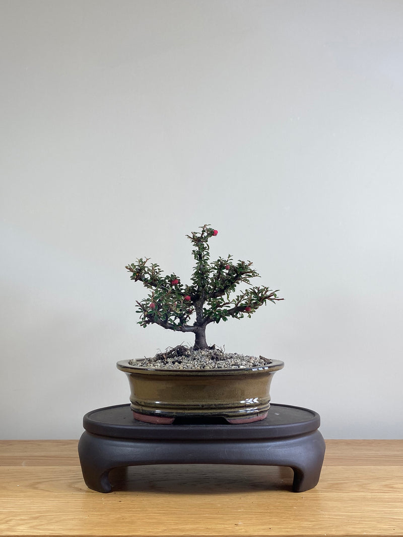 COTONEASTER (CT03000) - MiniGardens NZ